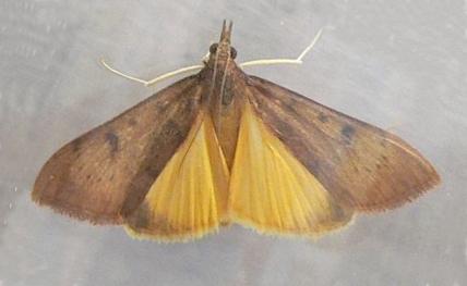 genista broom moth caterpillar laurels larvae mountain squish remorse quandary create texasbutterflyranch