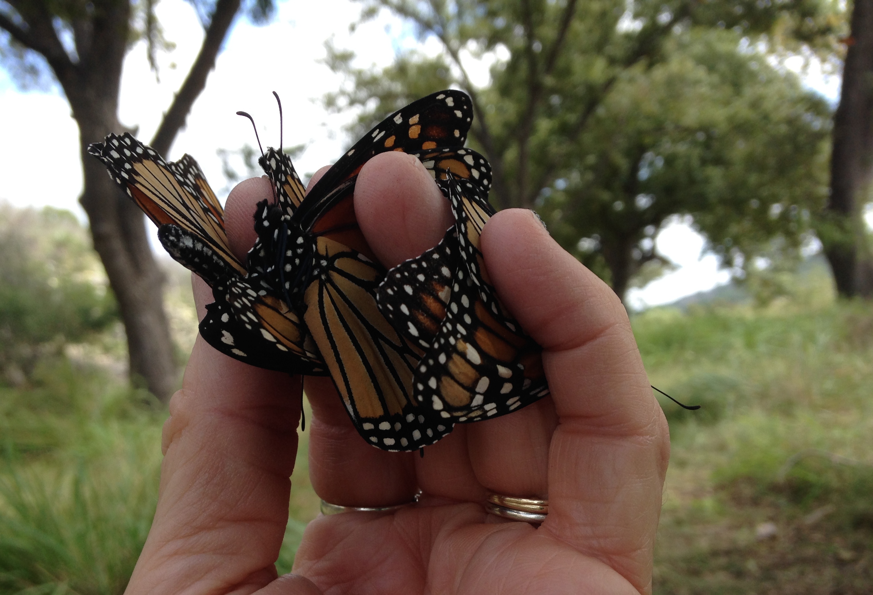 Migrating Monarch Butterflies Stymied by Wind, Storms in Texas Hill