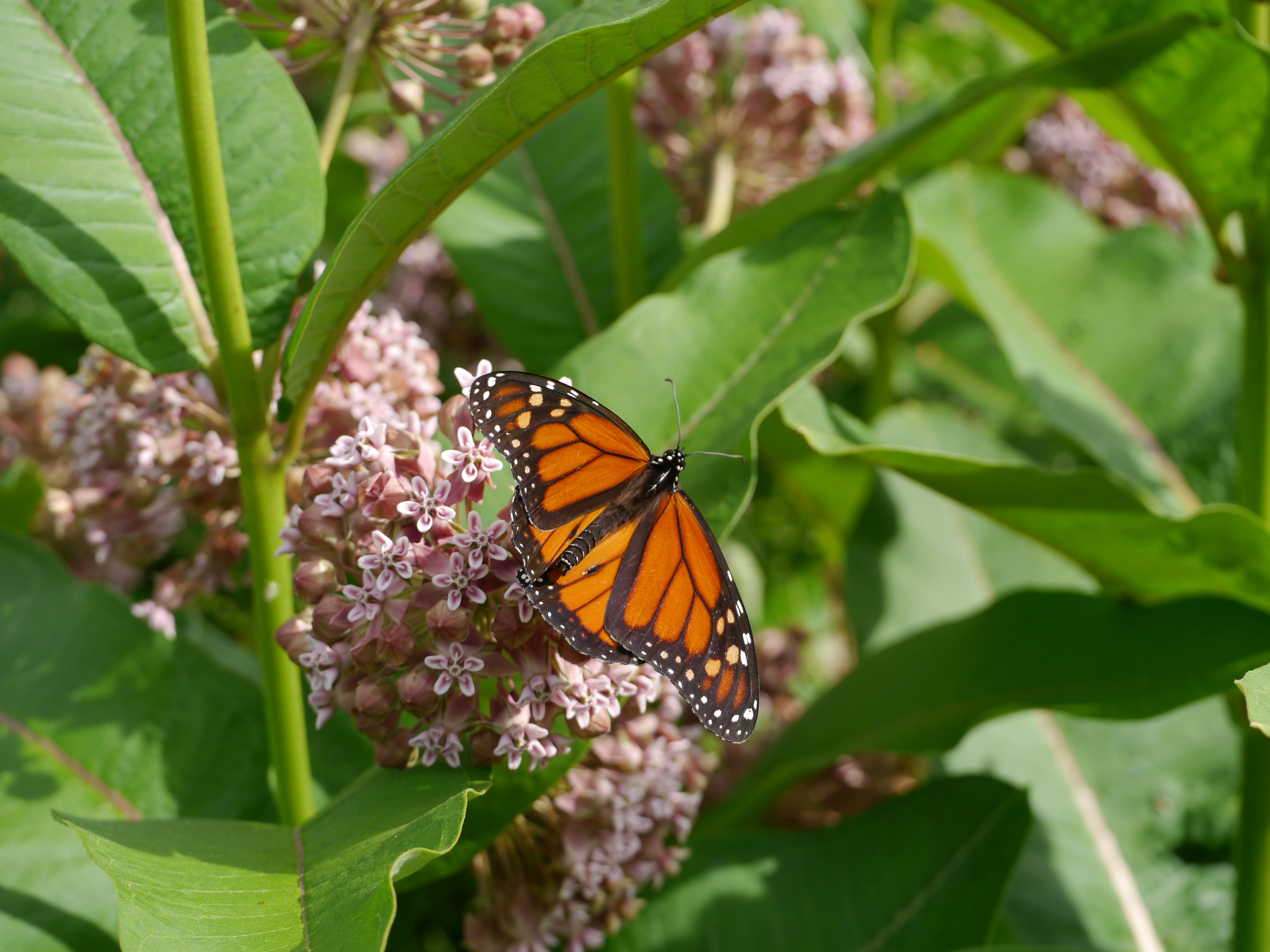 Agrawal Milkweeds don’t need Monarch butterflies, but Monarchs need