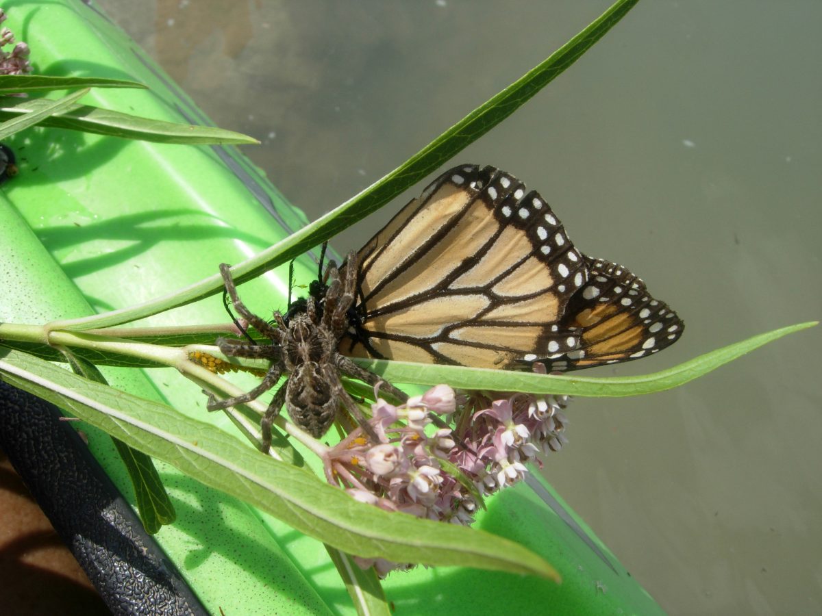 Spider Eating Monarch Butterfly Texas Butterfly Ranch
