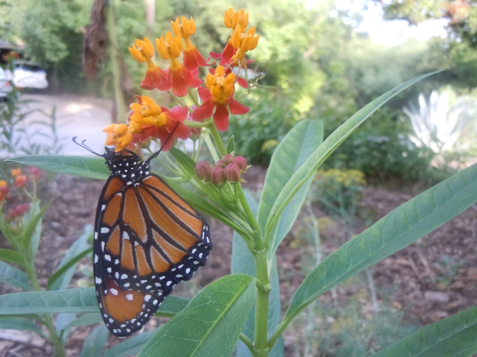 Monarch on milkweed Texas Butterfly Ranch