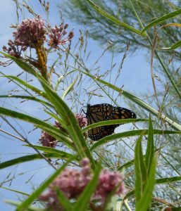 Asclepias incarnata, Swamp milkweed