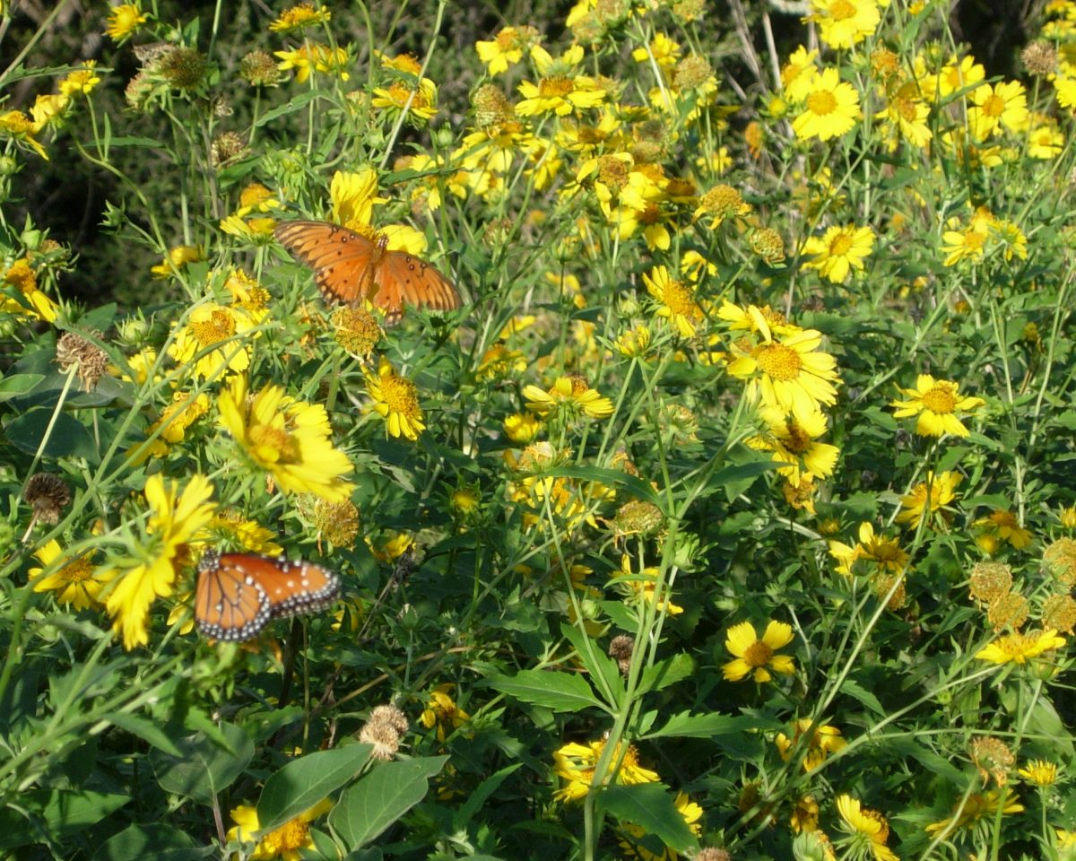 Collect and Sow Native Seeds for Your Spring Butterfly Garden Now