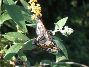 Monarchs mating