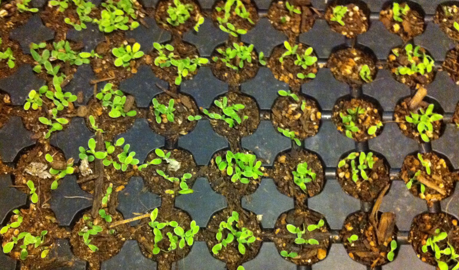 Butterfly Gardening Update: Cowpen Daisy Seedlings Thinned With a