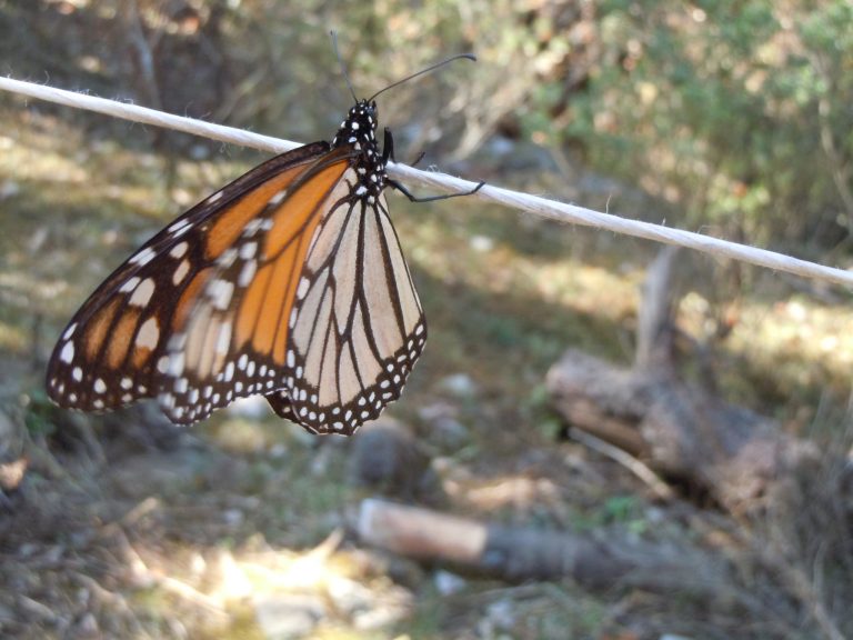 CBS News Revisits The Monarch Butterfly Preserve In Michoacan, Mexico ...