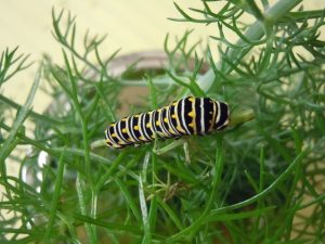 Eastern Swallowtail Caterpillar on Fennel