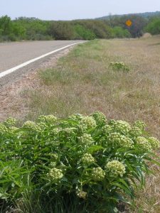 Antelope Horns milkweed on the roadside in the Texas Hill Country