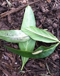 Monarch eggs and caterpillars on milkweed leaves