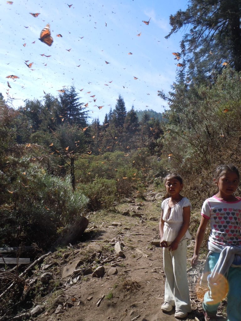 Monarch butterflies in Cerro Pelon, Michoacan, Mexico