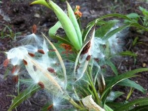 Tropical milkweed seedpods and fluff