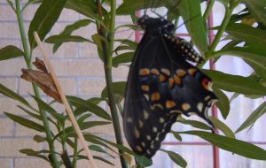 Eastern Swallowtail Hatches in June after forming chrysalis in October the prior year