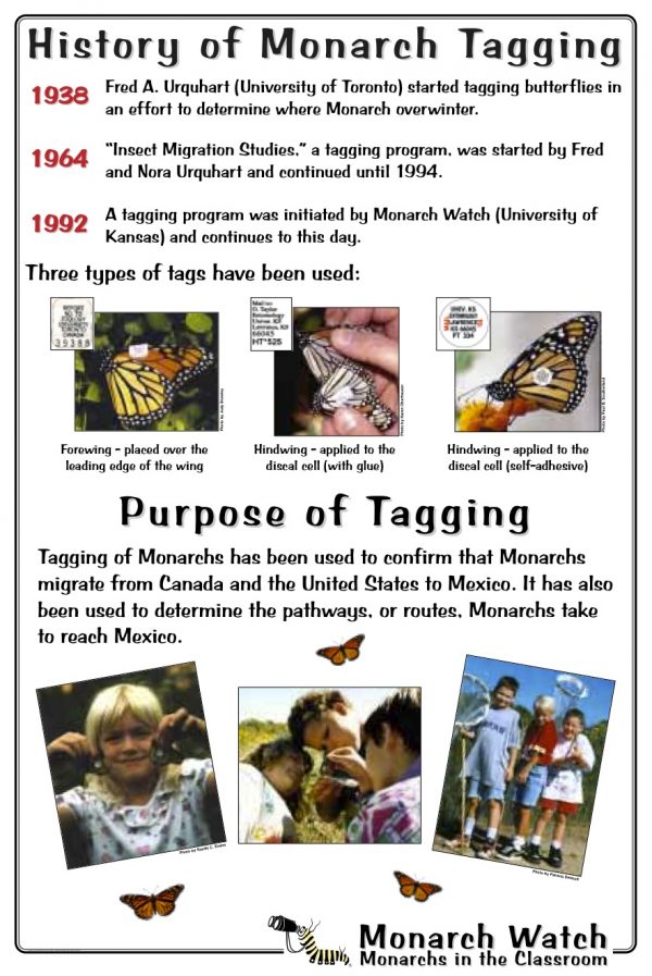 Monarch Watch Butterfly Tagging Program Celebrates 20 Years, One ...
