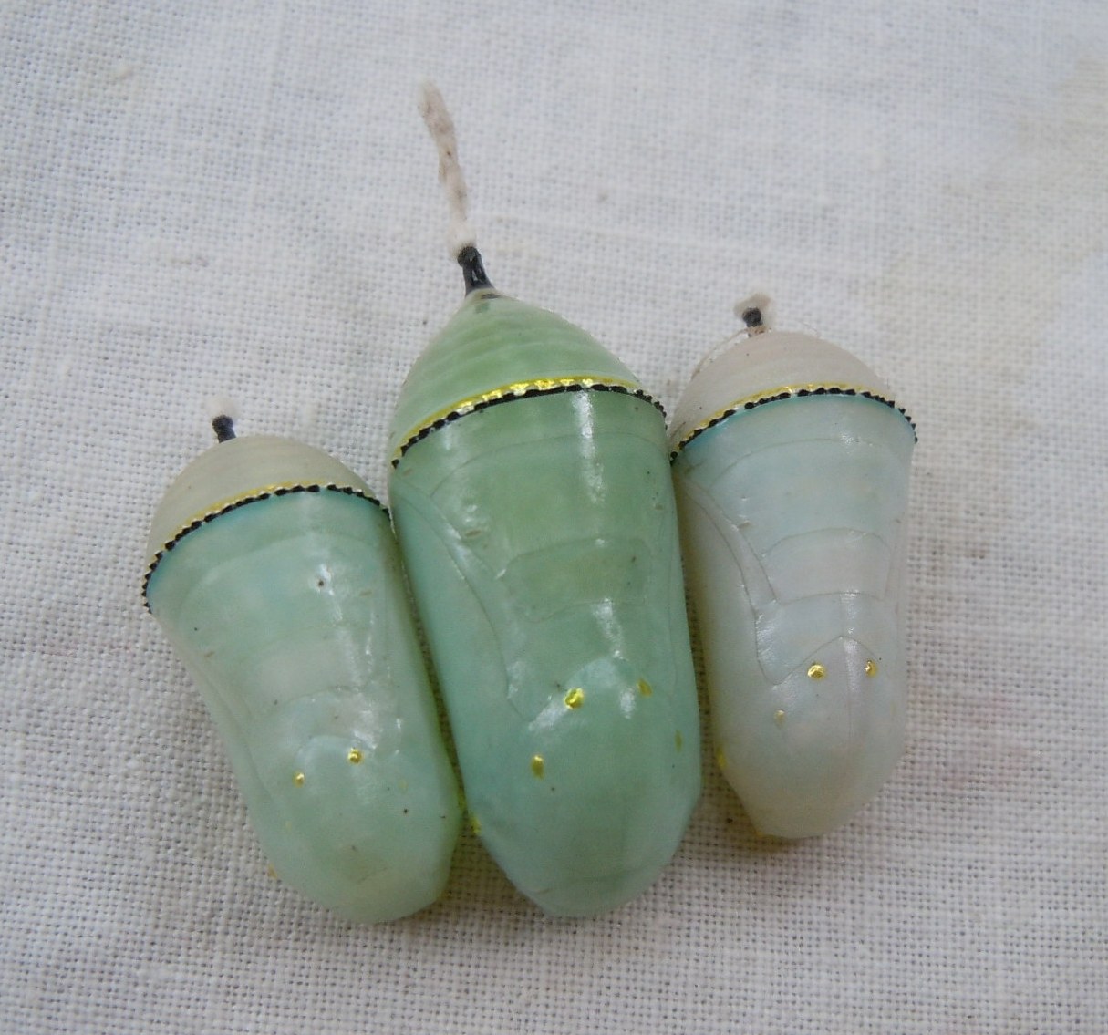 Queen and Monarch chrysalises