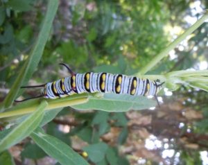 Queen caterpillar on milkweed