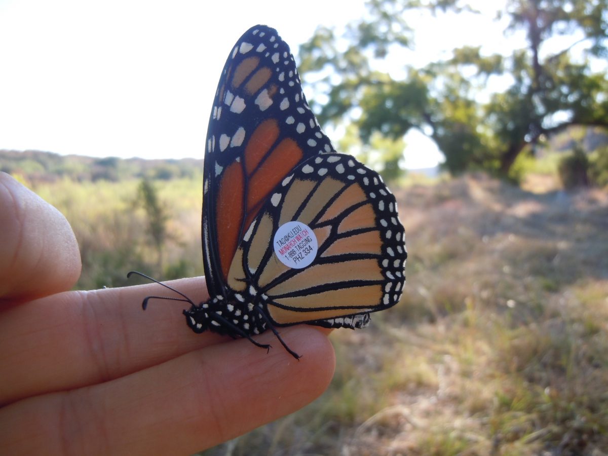 DSCN2113 – Texas Butterfly Ranch