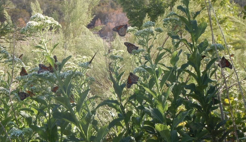 Monarch butterflies nectaring in the Chigger Islands in the Llano River on Frostweed