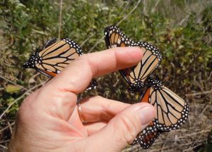 Lucky swing: three Monarch butterflies netted in one swoop on the Llano River