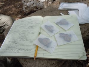 Dr. Lincoln Brower's notebook and Monarch butterfly specimens