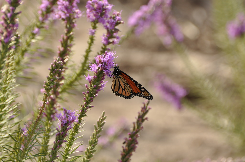 Monarch butterfly on Gayfeather at American Native Seed in Junction, TX