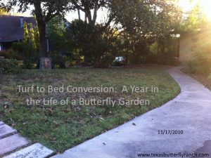 Turf to bed conversion: 12 months in the life of a butterfly garden, Austin, TX