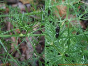 Five weeks later: Swallowtail eggs on fennel, and...a caterpillar
