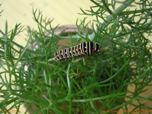 Fatboy Swallowtail caterpillar, all grown up--well, almost