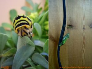 First week in April: a first Swallowtail chrysalis--on the flatiron cord!