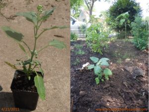 April 21, 2011: remember those Cowpen Daisy seedlings?