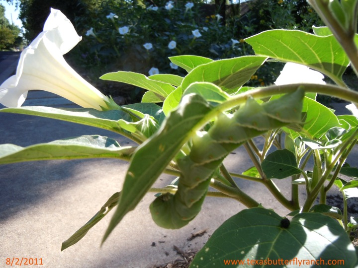 Sphinx Moth caterpillar on Jimsonweed