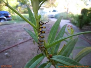 Queen caterpillar on Milkweed, August 17, 2011
