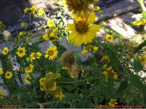 Cowpen Daisy flowers going to seed: grab 'em now for next year's butterfly garden