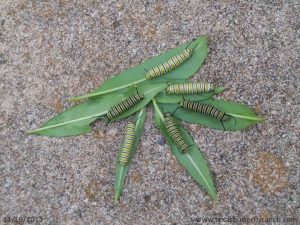 One year later: Monarch caterpillars still consuming milkweed, November 19.2011