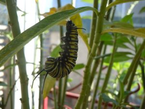 Monarch caterpillar makes its "J" shape and readies to form its chrysalis, 12/21/2011