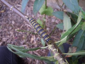 Very dark Monarch caterpillar--some theorize they are less healthy