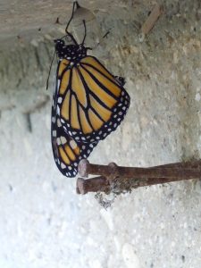 Newly emerged Monarch butterfly--January 5, 2012!