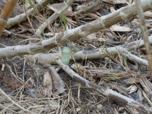 Healthy looking chrysalis on milkweed branch