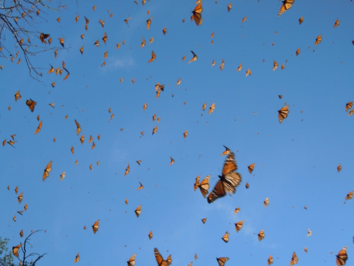 Occupy Michoacan: Monarch Butterflies Move West Because Of ...