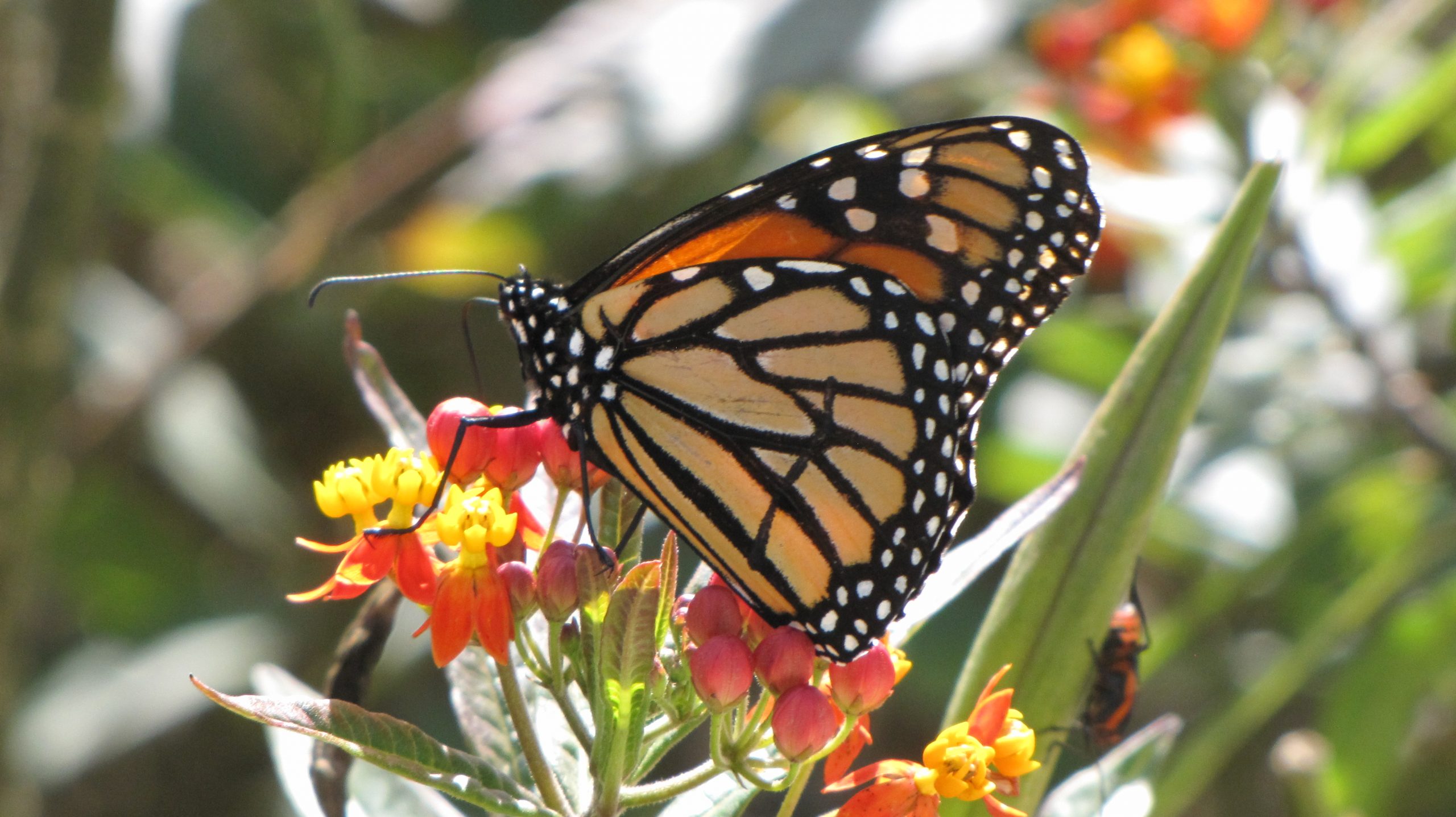 Monarch butterfly at the San Antonio River Milkweed Patch