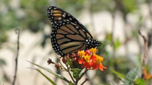 Resident Monarch butterfly on the San Antonio River Museum Reach