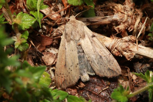 download army worm moths