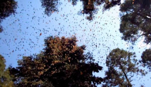 Monarch butterflies are leaving Michoacan and heading to....Texas!