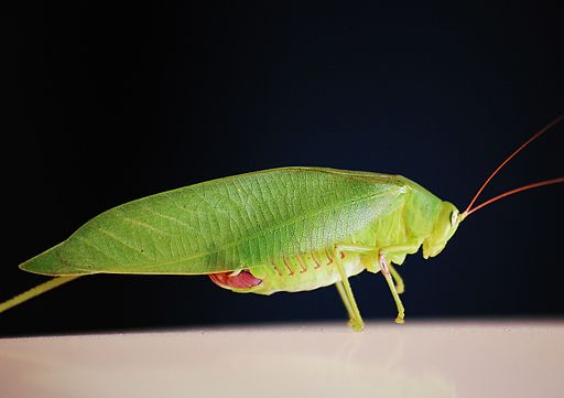 Katydid or Katydidn't? Insecta Fiesta to feature largest katydid in the world