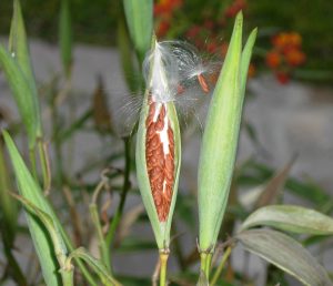 Tropical milkweed is easy to grow