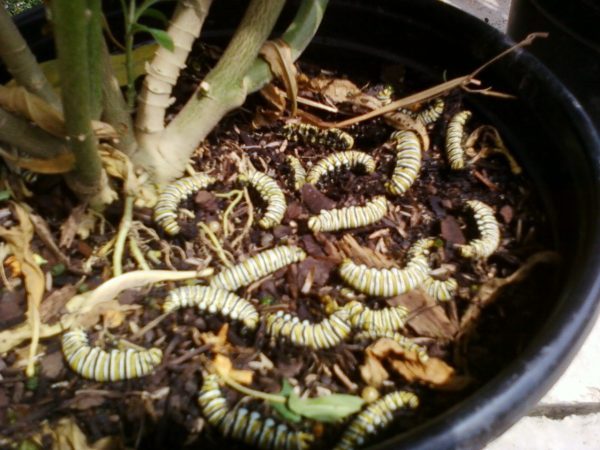 Boo-hoo! Dead Monarch caterpillars fall victim to pesticide laced milkweed