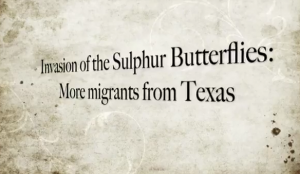Banner year for butterflies, thank you, Texas!