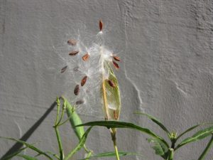 Tropical milkweed seedpod