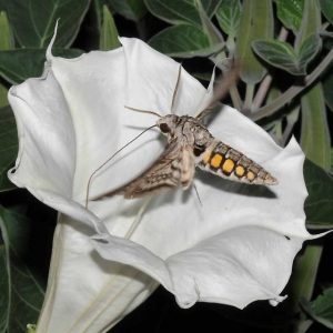 Sphinx Moth on Datura, photo by Betsy Betros, via BugGuide.net