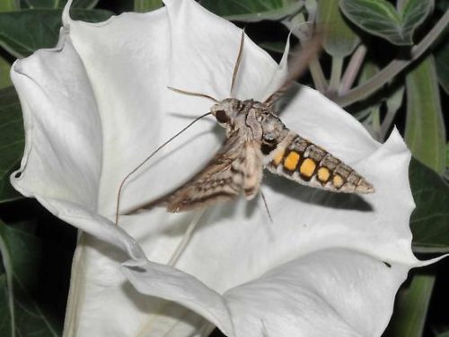 Sphinx Moth on Datura, photo by Betsy Betros, via BugGuide.net Sphinx Moth on Datura, photo by Betsy Betros, via BugGuide.net