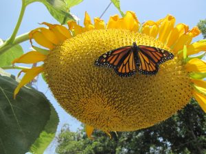 Monarch butterfly on Mammoth Sunflower